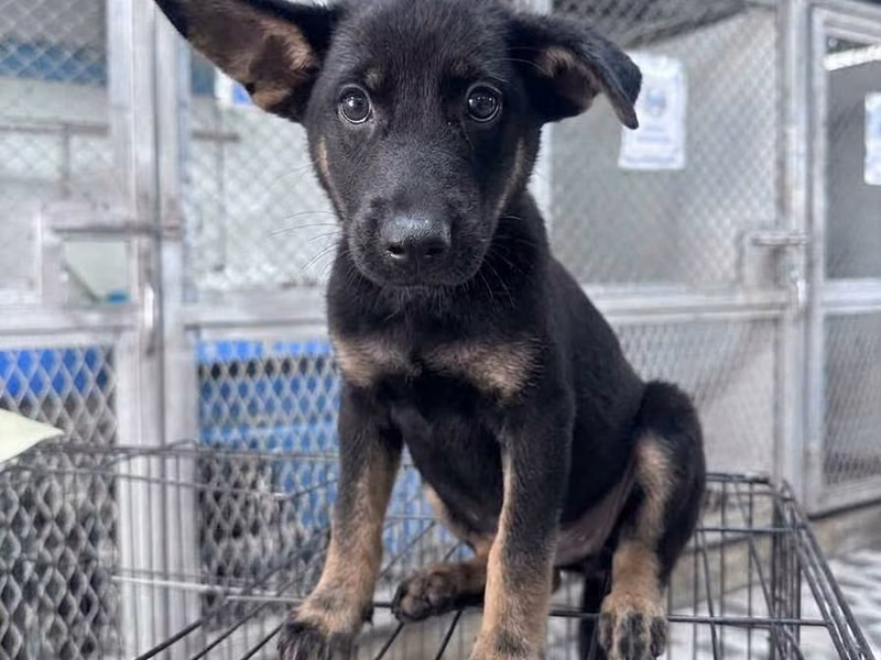 Black-and-brown young male mixed-breed dog, Medium, shelter no. …7004