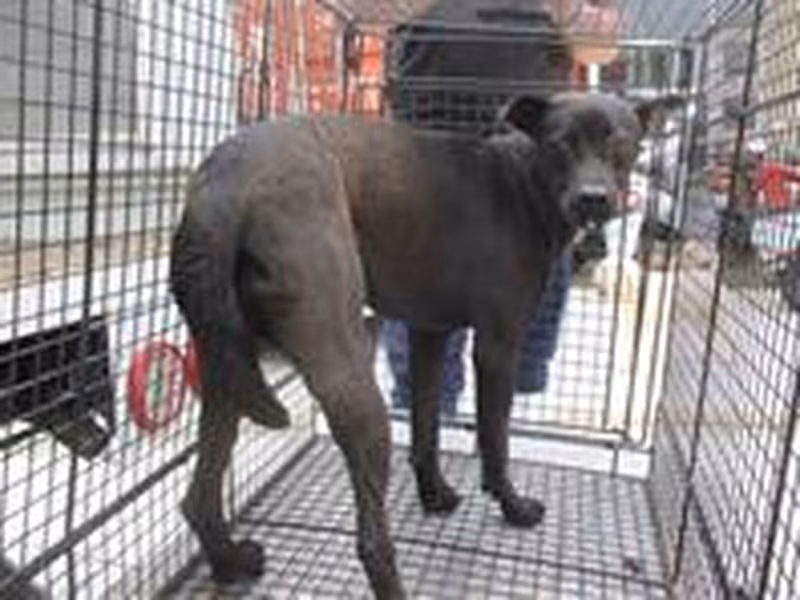 Black female mixed-breed dog, Medium, shelter no. …5004