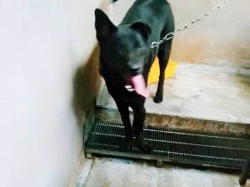 Black adult male mixed-breed dog, Medium, shelter no. …9002