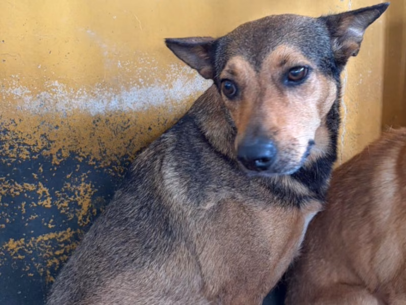 Black-and-tan adult female mixed-breed dog, Large, shelter no. …6013