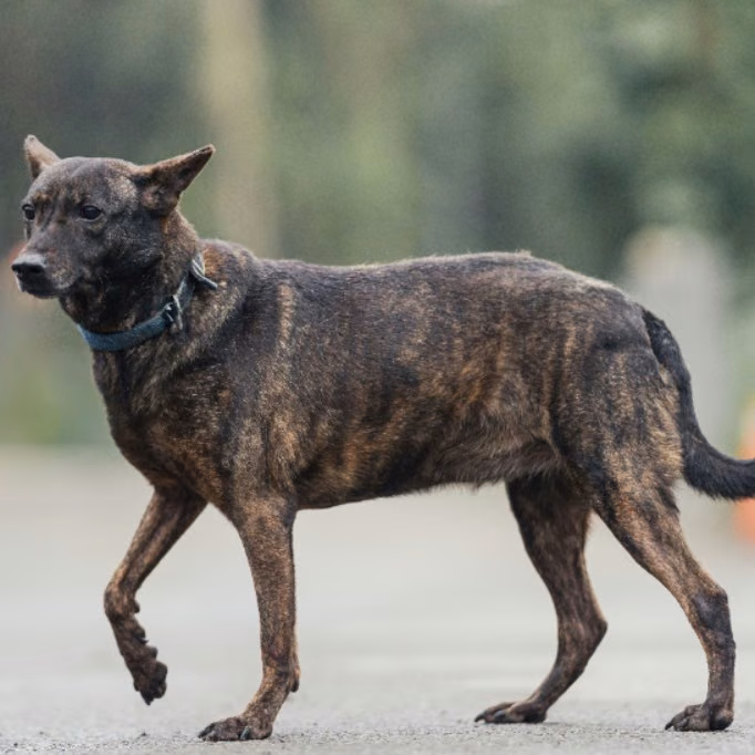 Black-and-tan adult female mixed-breed dog, Medium, shelter no. …2108
