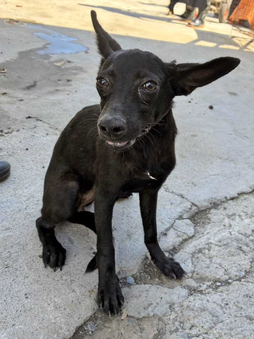Black young female mixed-breed dog, Small, shelter no. …0005