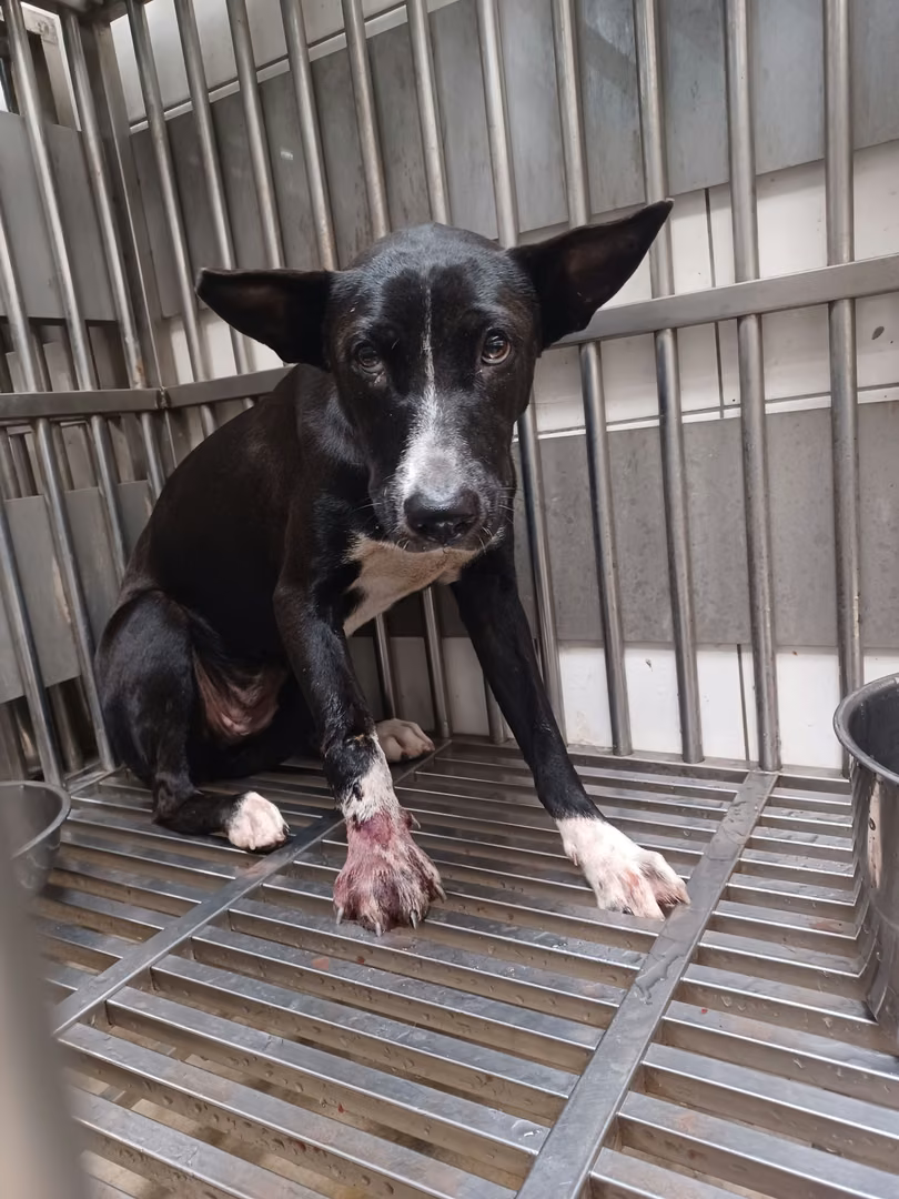 Black-and-white adult female mixed-breed dog, Medium, shelter no. …3002
