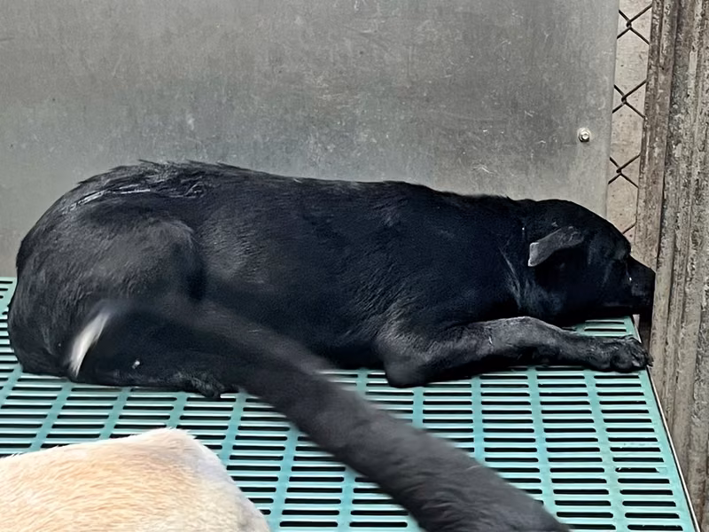 Black adult male mixed-breed dog, Medium, shelter no. …5001