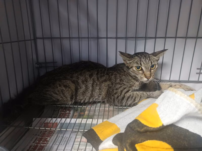 Tabby adult female mixed-breed cat, Small, shelter no. …0706