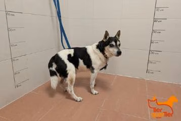 Senior male Jack Russell Terrier, shelter no. …4451