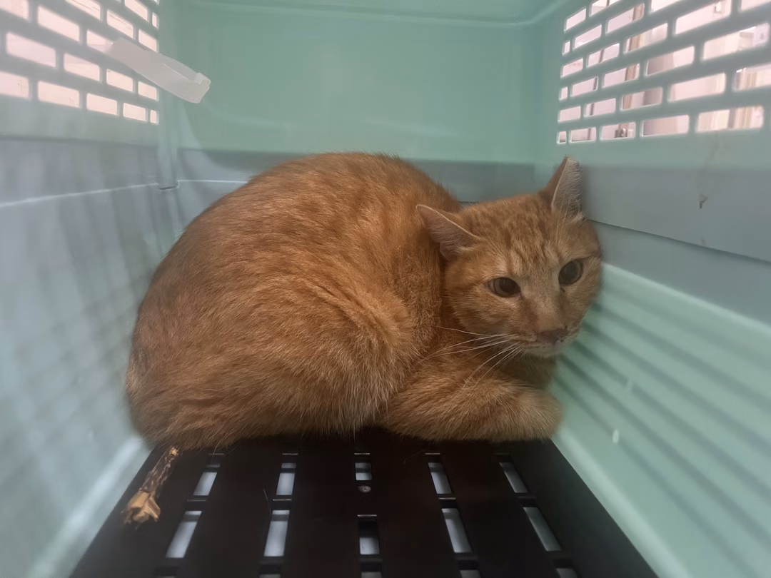 Orange tabby adult male mixed-breed cat, Medium, shelter no. …1008