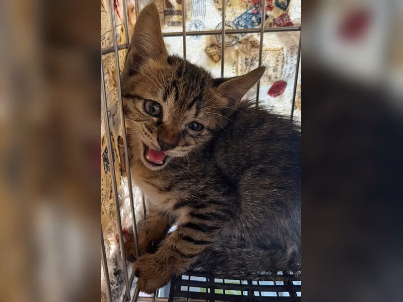 Tabby young male mixed-breed cat, Small, shelter no. …9002