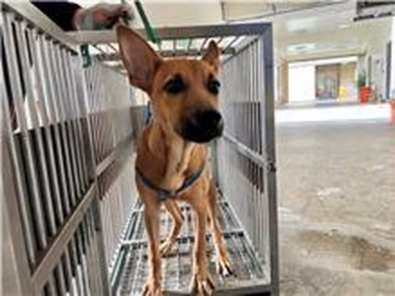 Tan adult female mixed-breed dog, Medium, shelter no. …2012