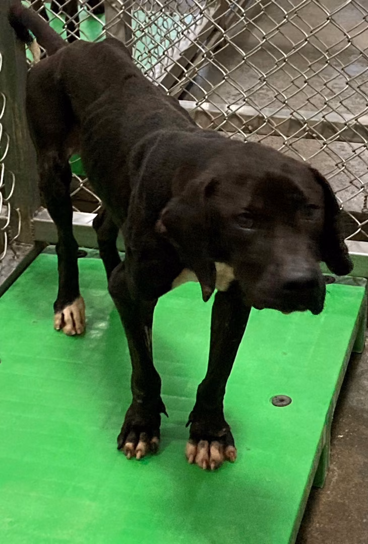 Black adult male mixed-breed dog, Large, shelter no. …6002