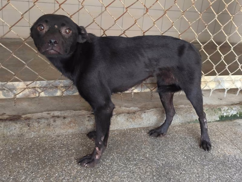 Black adult female mixed-breed dog, Large, shelter no. …1301