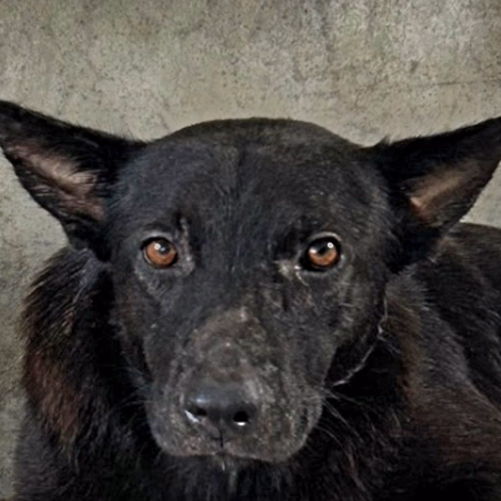 Black adult male mixed-breed dog, Large, shelter no. …3004