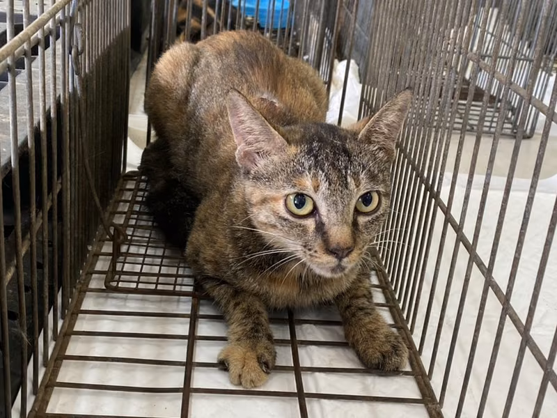 Young male mixed-breed cat, Small, shelter no. …0C02