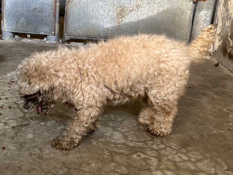 Brown adult female poodle, Small, shelter no. …7001