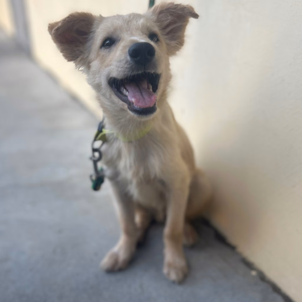 Tan young male mixed-breed dog, Medium, shelter no. …6031