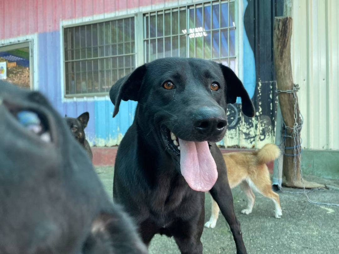 Black adult male mixed-breed dog, Medium, shelter no. …3003