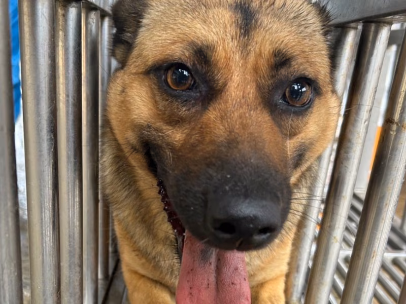 Black-and-tan adult female mixed-breed dog, Large, shelter no. …4016