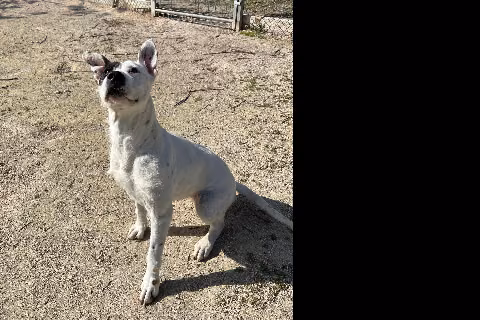 Dara, Adult · Female · Large · American Staffordshire Terrier