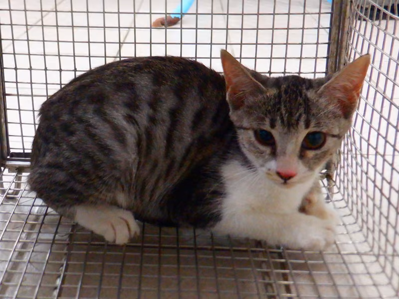 Tabby-and-white adult female mixed-breed cat, Small, shelter no. …12C4