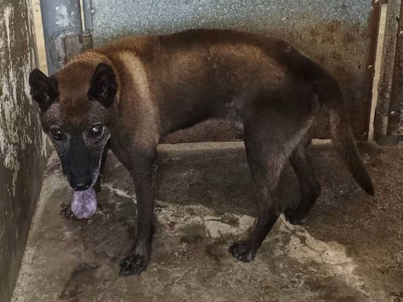 Gray adult male mixed-breed dog, Medium, shelter no. …2001