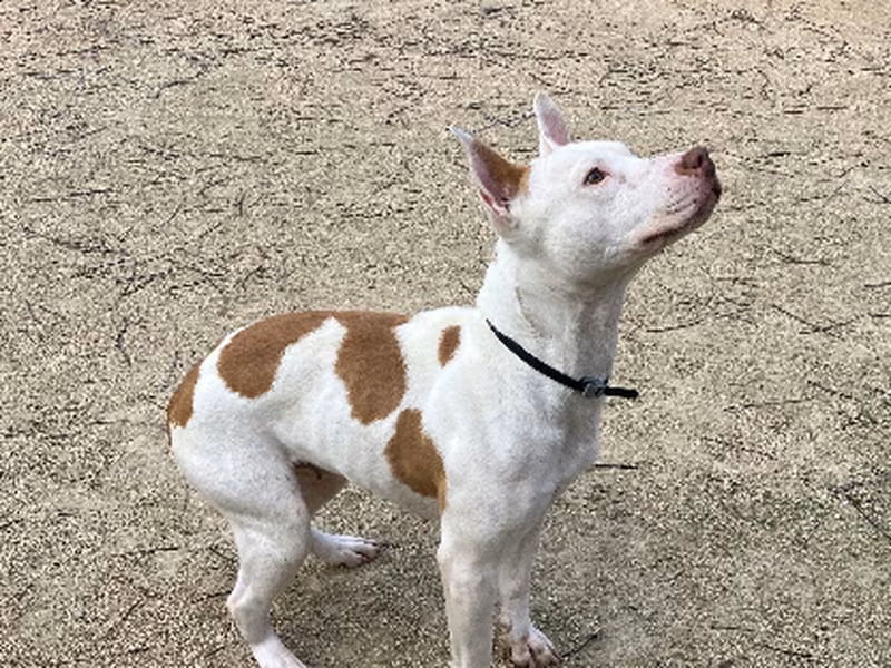 Emma, Adult · Female · Medium · Mixed breed