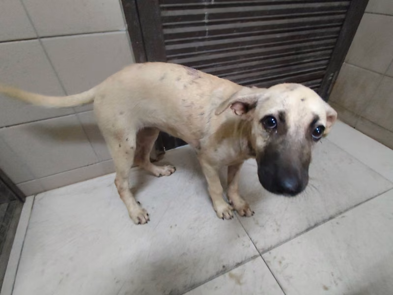 Tan adult female mixed-breed dog, Large, shelter no. …2114