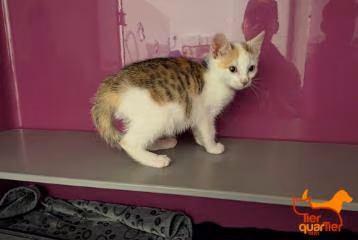 Young female European Shorthair, shelter no. …4085