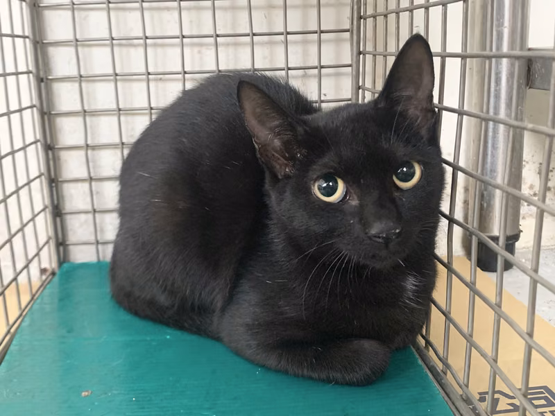 Black young female mixed-breed cat, Small, shelter no. …3002
