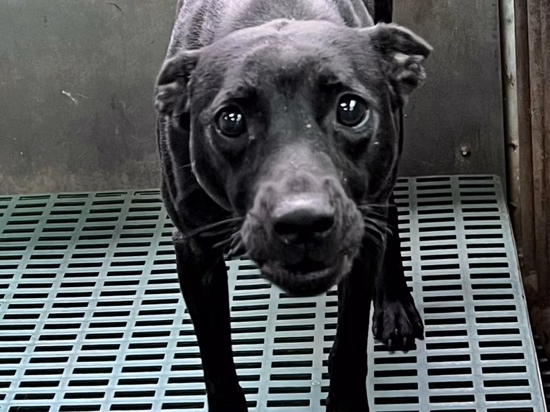 Black adult male mixed-breed dog, Medium, shelter no. …4004