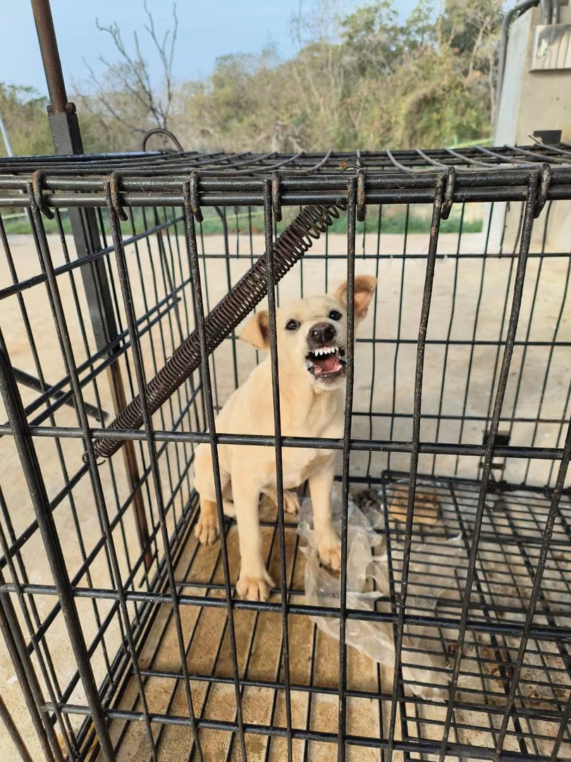 Cream young female mixed-breed dog, Medium, shelter no. …5D01