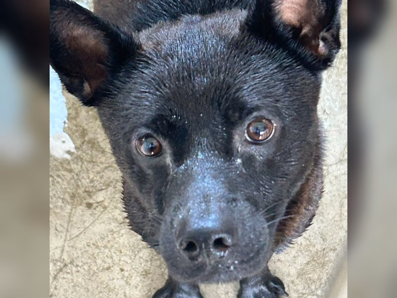 Black adult male mixed-breed dog, Large, shelter no. …1017