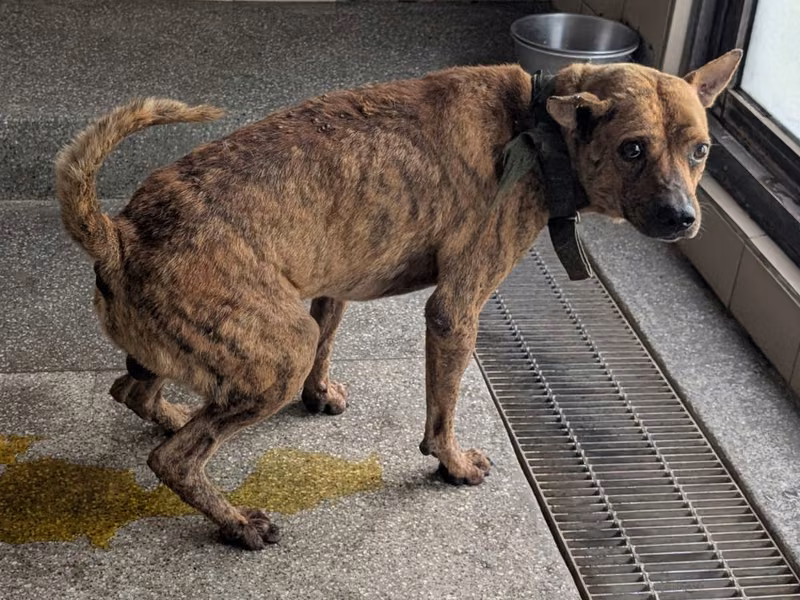 Tabby adult male mixed-breed dog, Large, shelter no. …0304