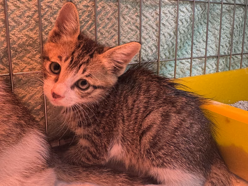 Tabby young male mixed-breed cat, Small, shelter no. …2003