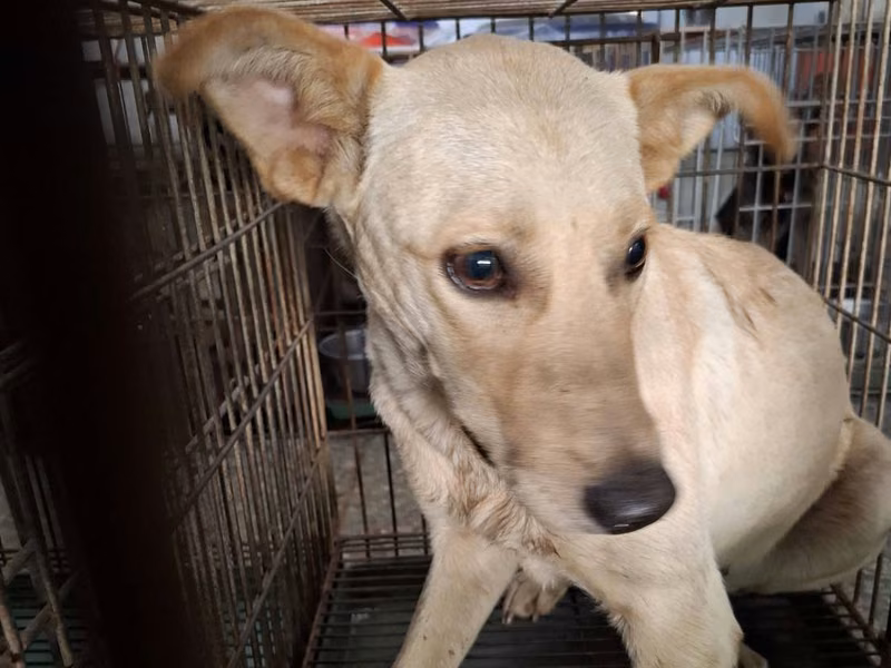 White adult female mixed-breed dog, Medium, shelter no. …9-05
