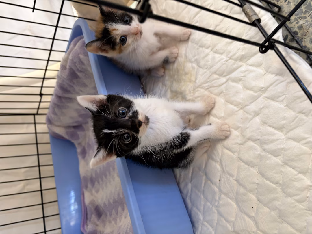 Pusang halo ang lahi (Babae, Bata, itim at puti), Maliit, blg. ng shelter …8001