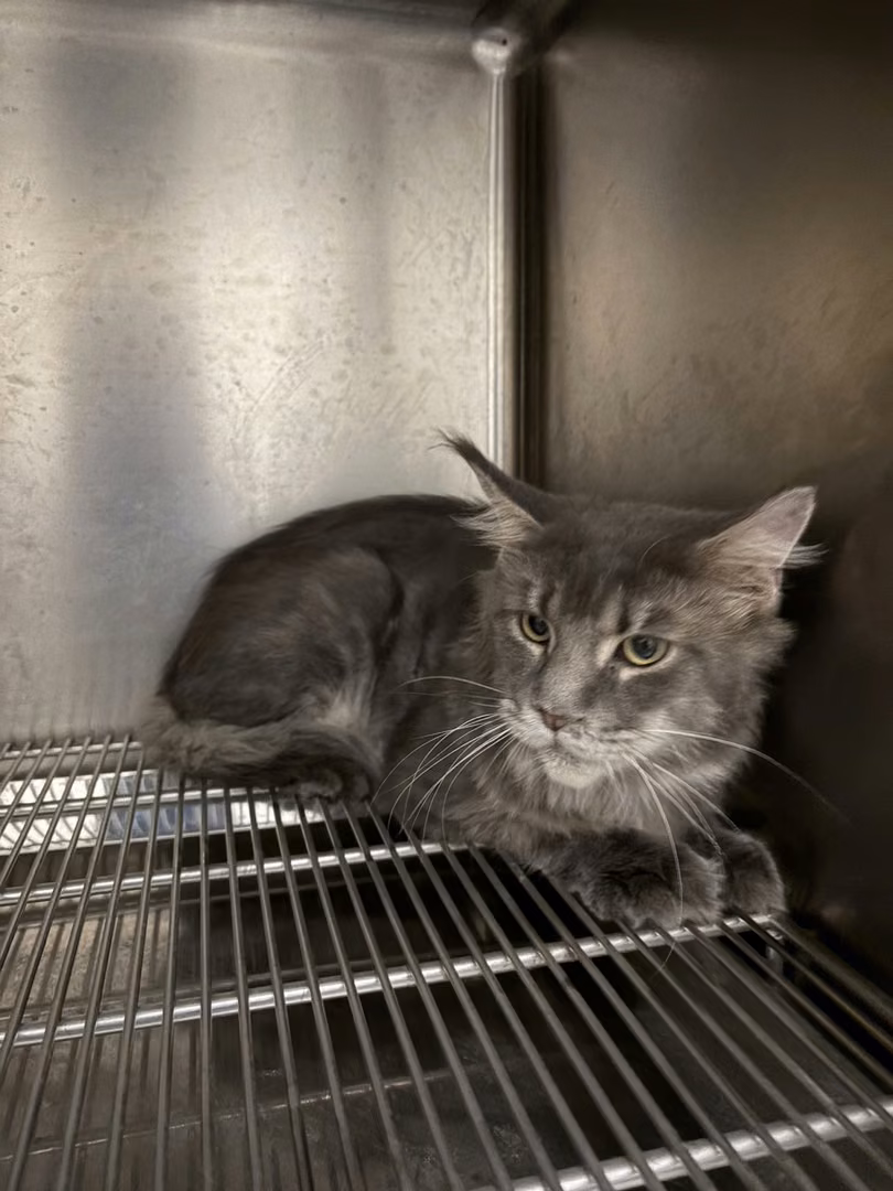 Tabby adult male Maine coon, Medium, shelter no. …9002