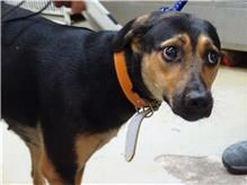 Black-and-brown adult female mixed-breed dog, Medium, shelter no. …0603