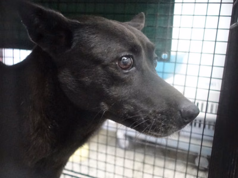 Black adult female mixed-breed dog, Large, shelter no. …2218
