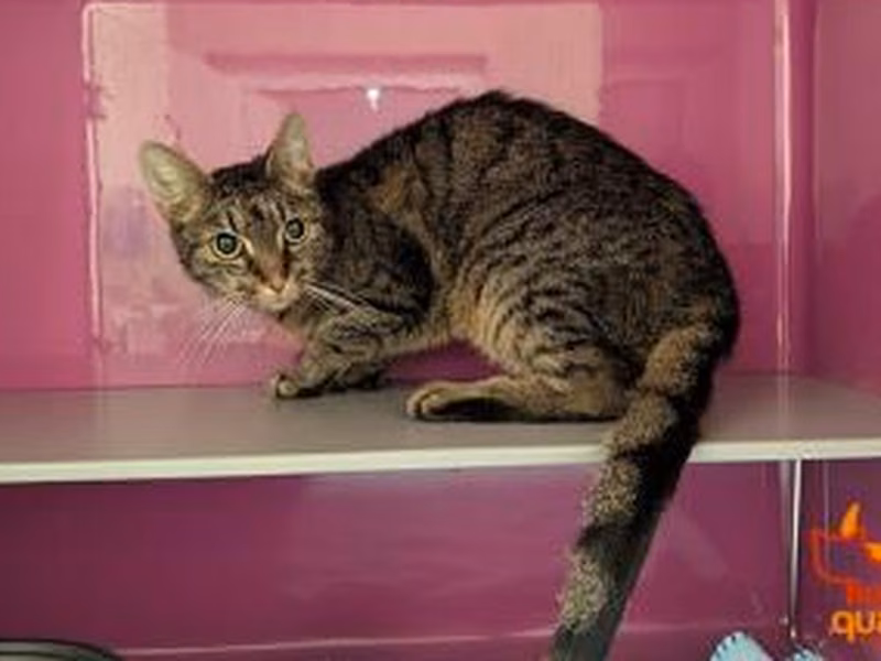 Brown tabby adult female European Shorthair, shelter no. …4065