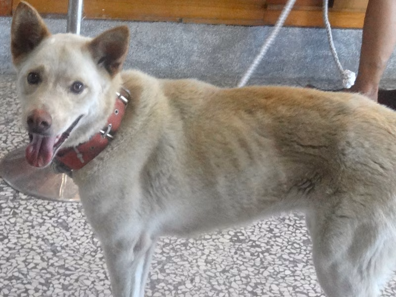 White adult female mixed-breed dog, Large, shelter no. …1285