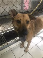 Tan adult female mixed-breed dog, Small, shelter no. …1208