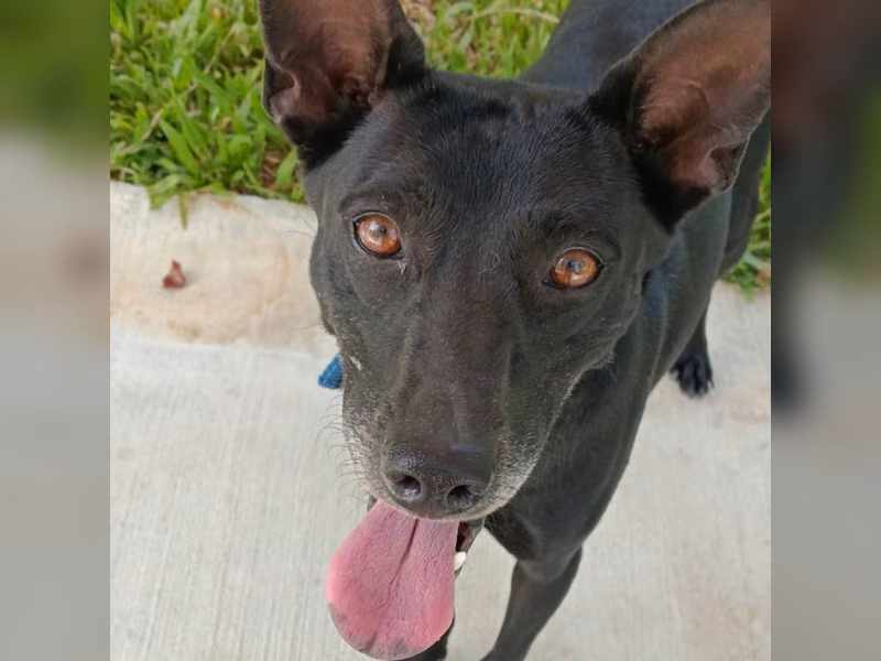 Black adult female mixed-breed dog, Medium, shelter no. …1-08