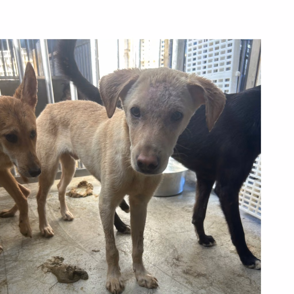 Tan-and-white adult male mixed-breed dog, Medium, shelter no. …2015