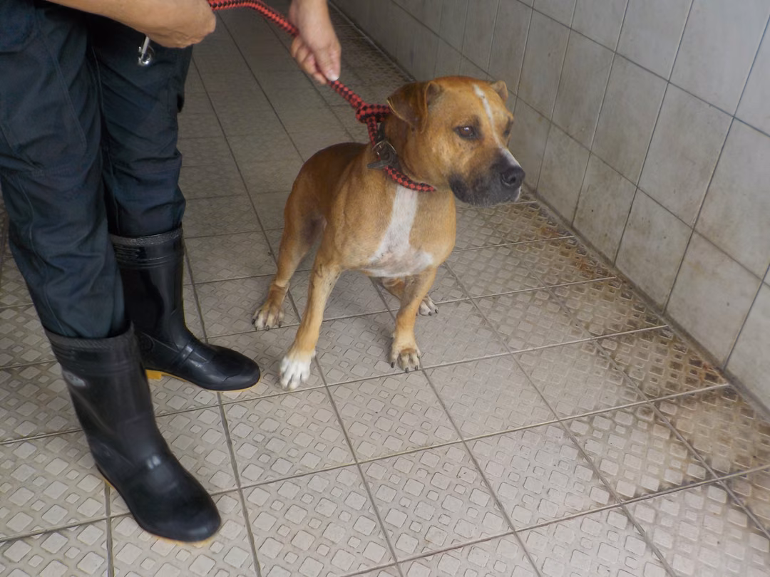 Tan adult male mixed-breed dog, Medium, shelter no. …6738