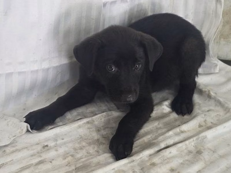 黑色青年公混種犬，小型, 收容編號 …2907