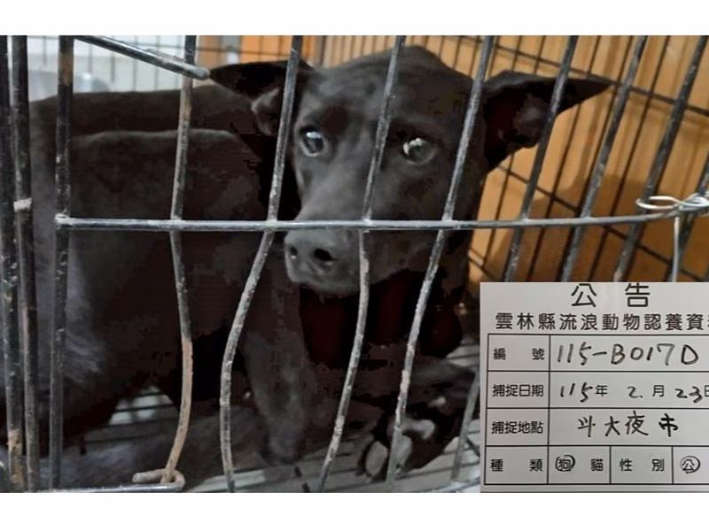 Black adult male mixed-breed dog, Large, shelter no. …017D