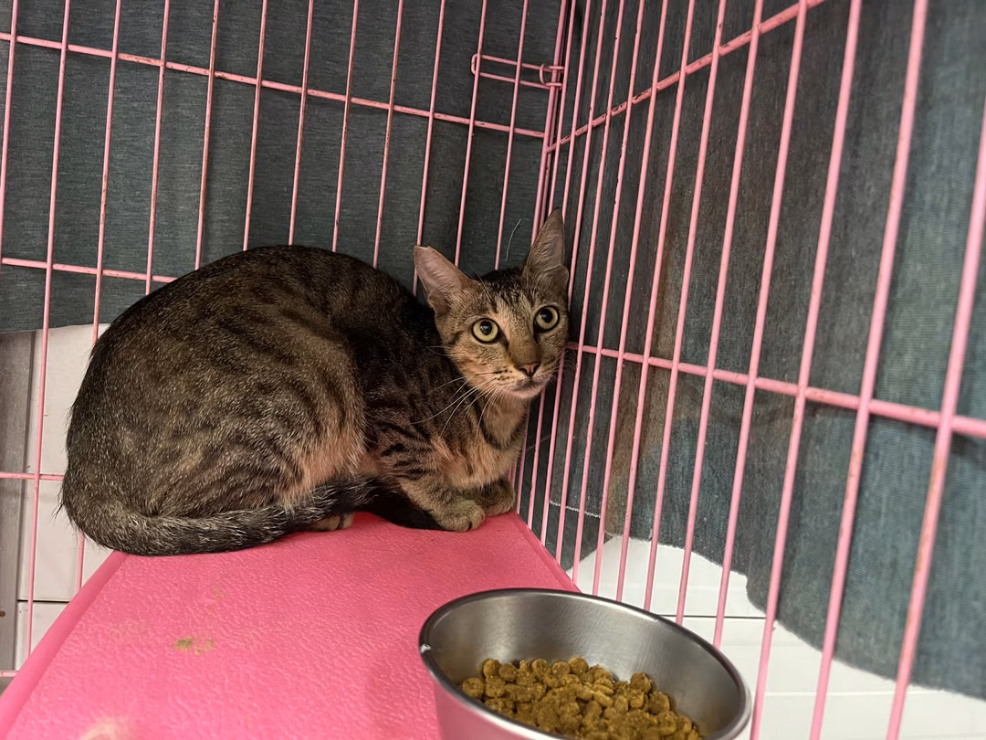 Tabby adult female mixed-breed cat, Medium, shelter no. …0704