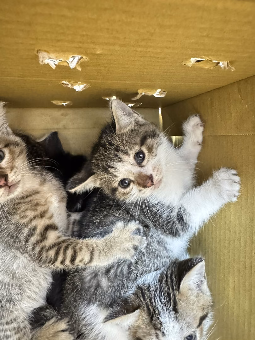 Tabby-and-white young female mixed-breed cat, Small, shelter no. …1001
