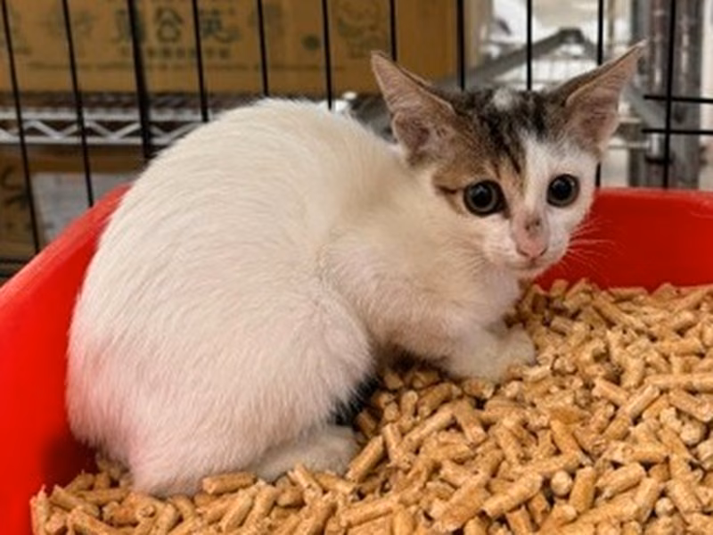 Pusang halo ang lahi (Bata, may guhit at puti), Maliit, blg. ng shelter …3005
