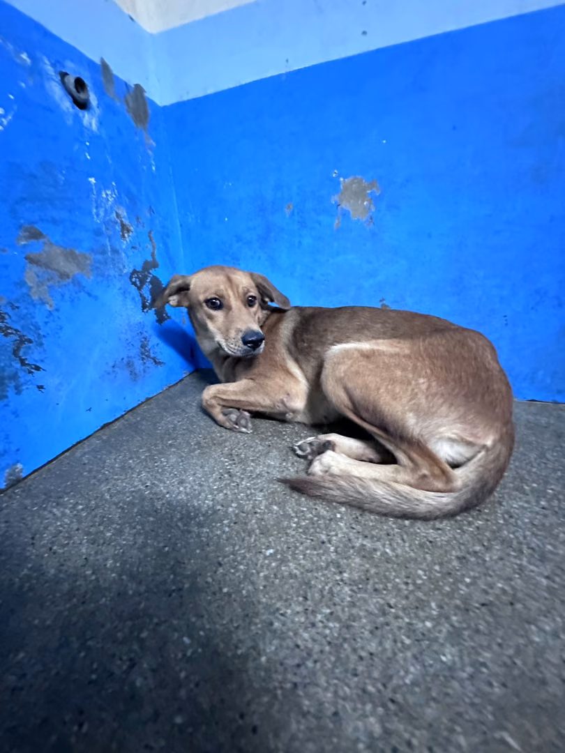 Tan adult female mixed-breed dog, Large, shelter no. …7008